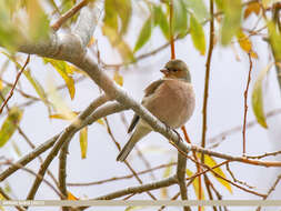 Image of Fringilla Linnaeus 1758