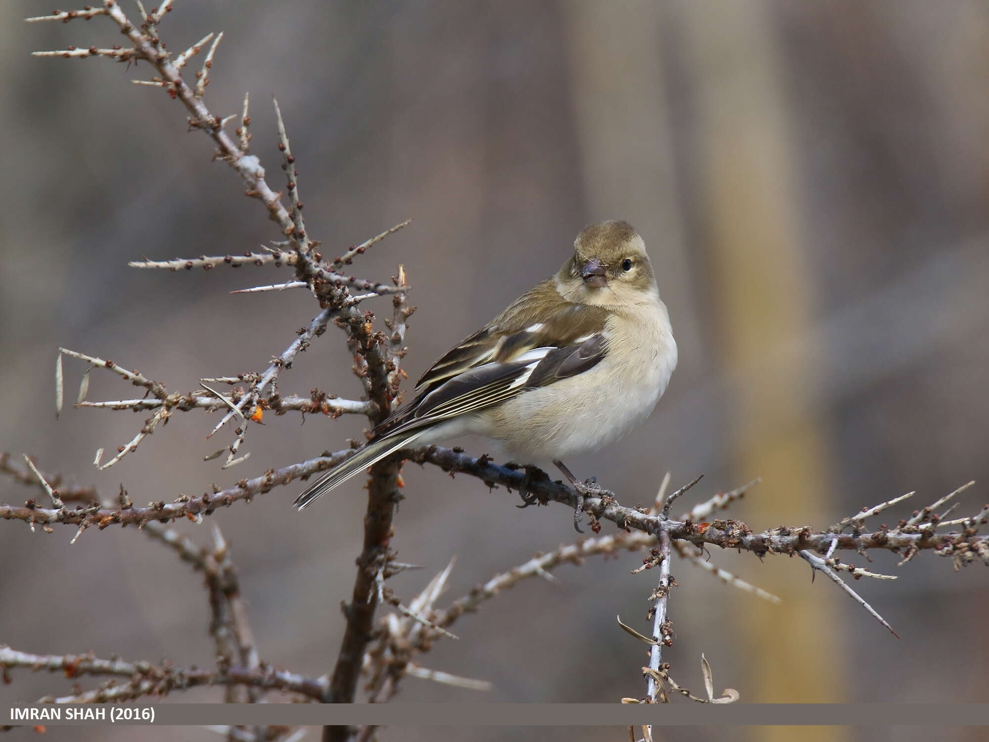 Image of Fringilla Linnaeus 1758