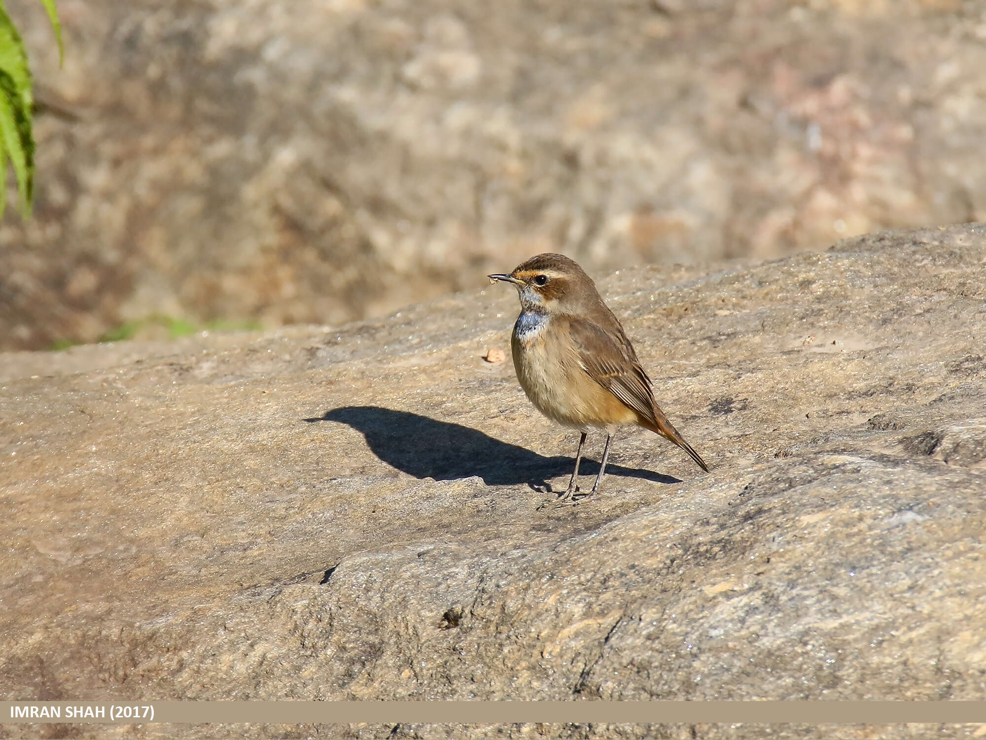 Image of Bluethroat