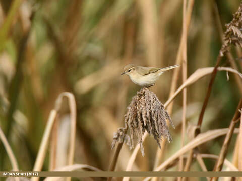 Image of Siberian Chiffchaff