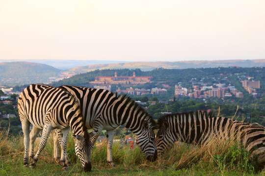 Image of Burchell's zebra