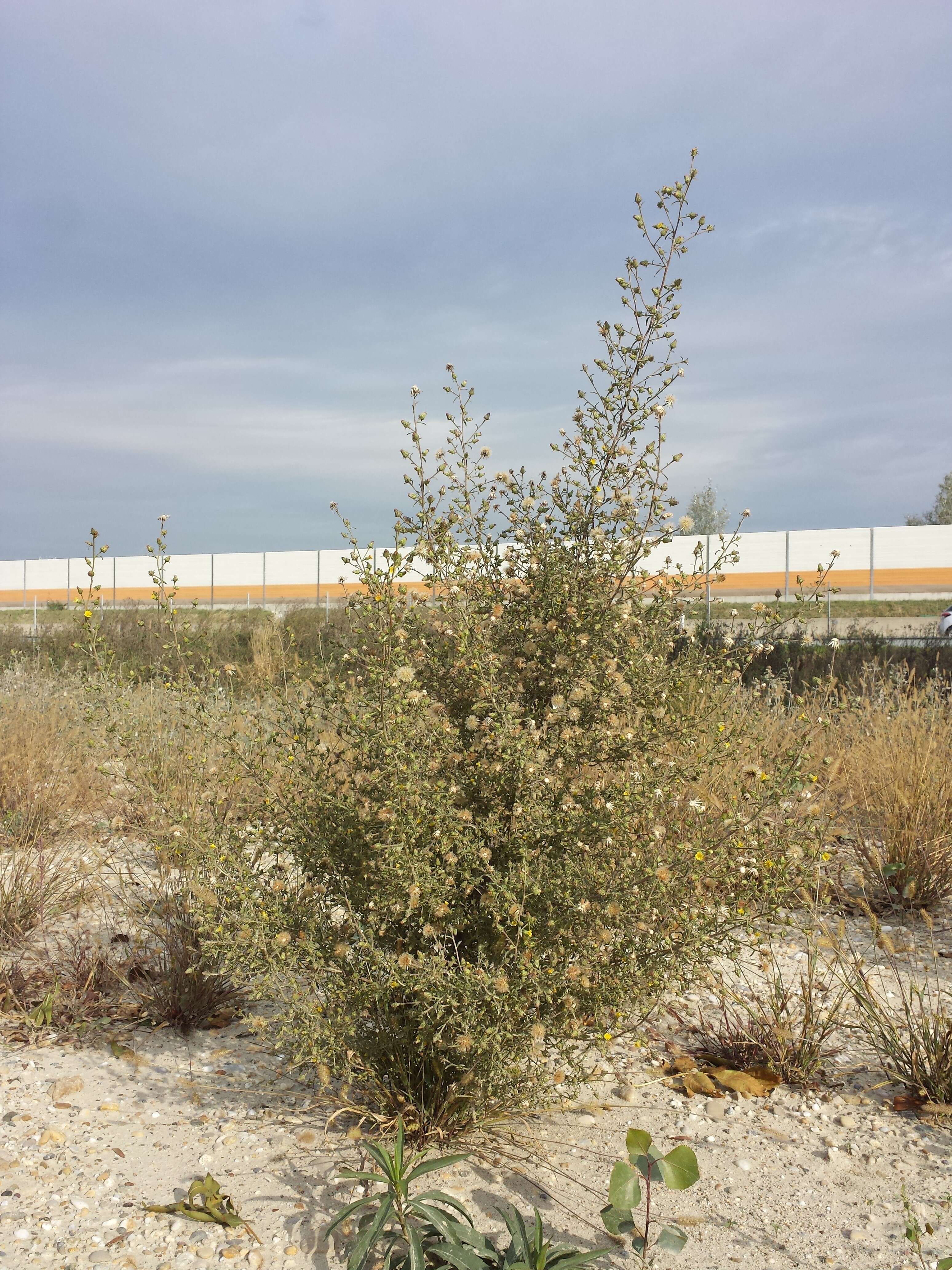 Image of stink aster