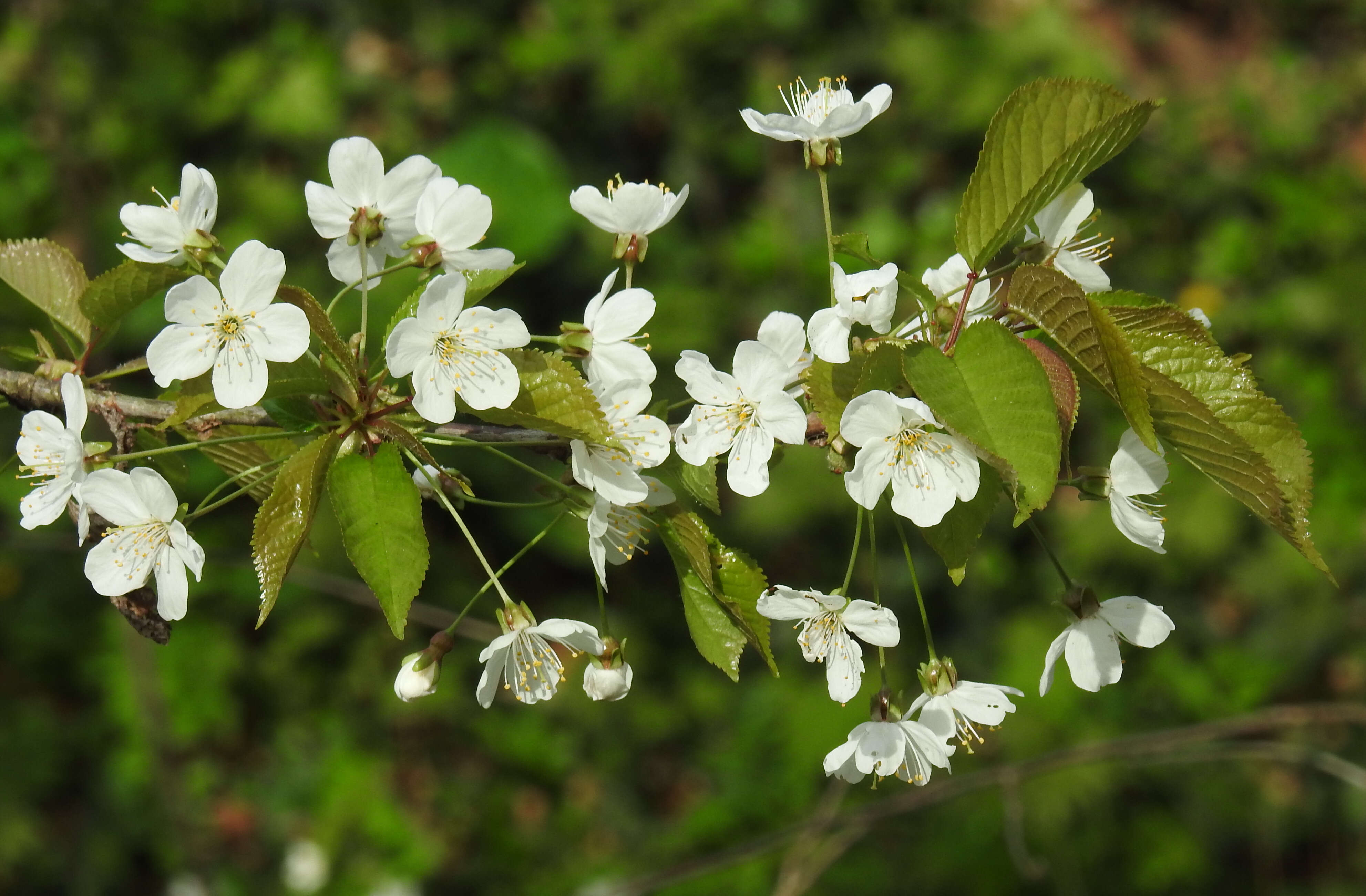 Image of gean, wild cherry