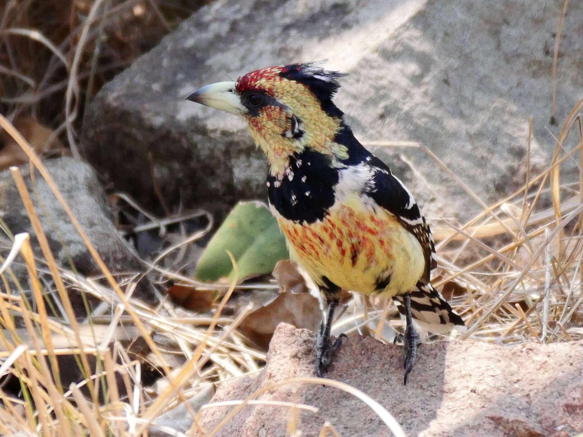 Image of Crested Barbet