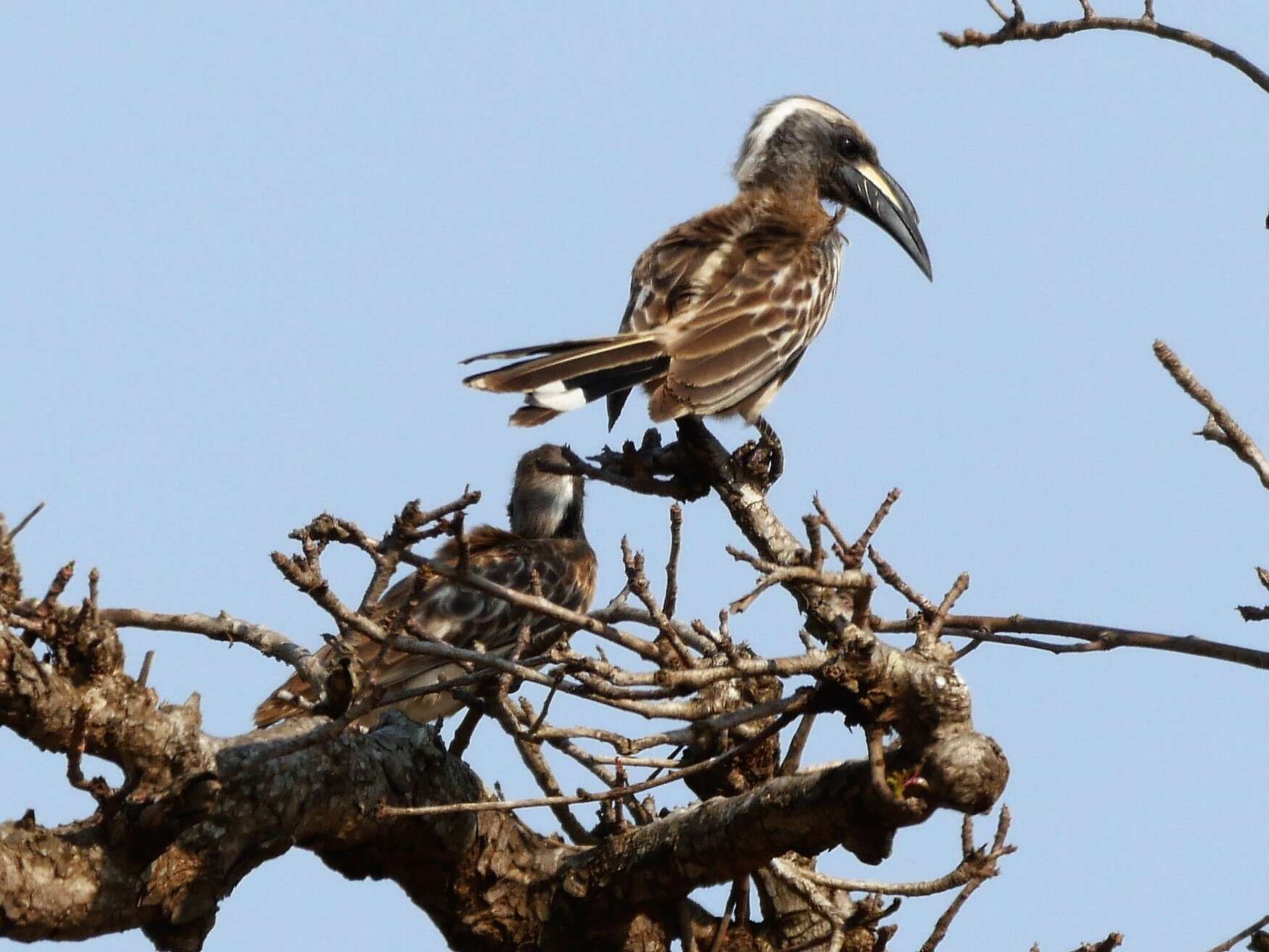 Image of African Grey Hornbill