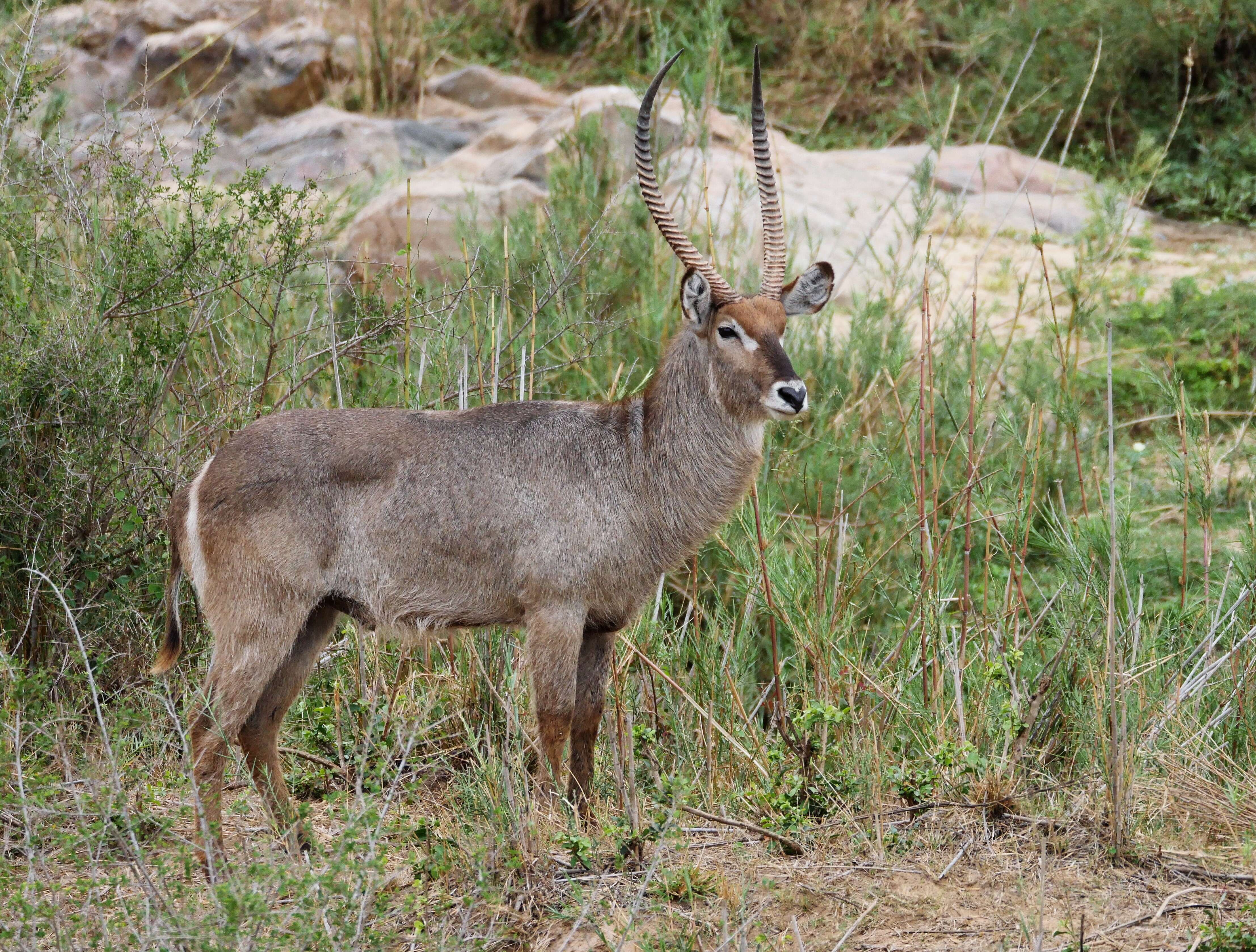 Image of Reduncinae