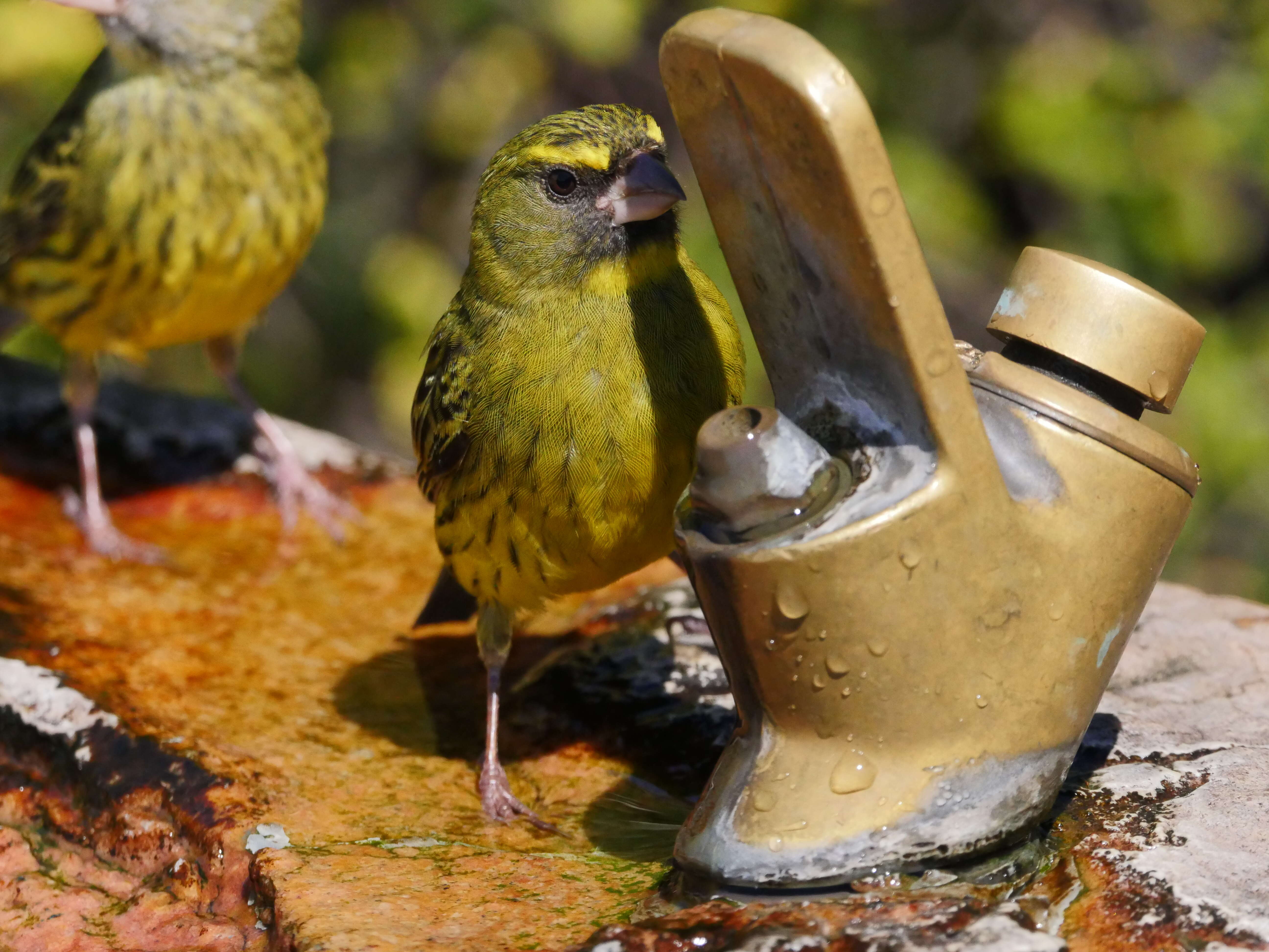 Image of Yellow-fronted Canary