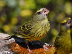 Image of Yellow-fronted Canary