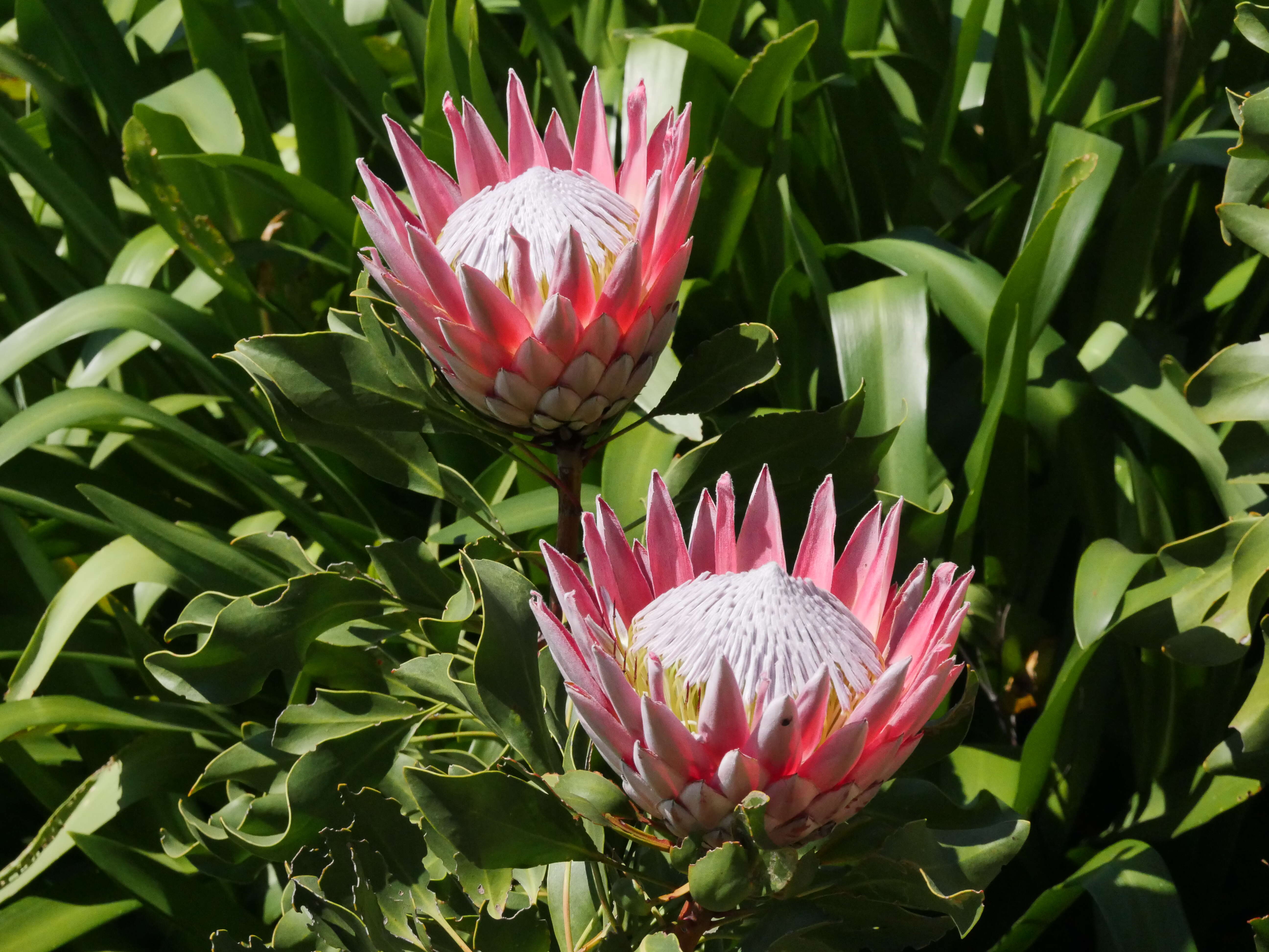 Imagem de Protea cynaroides (L.) L.