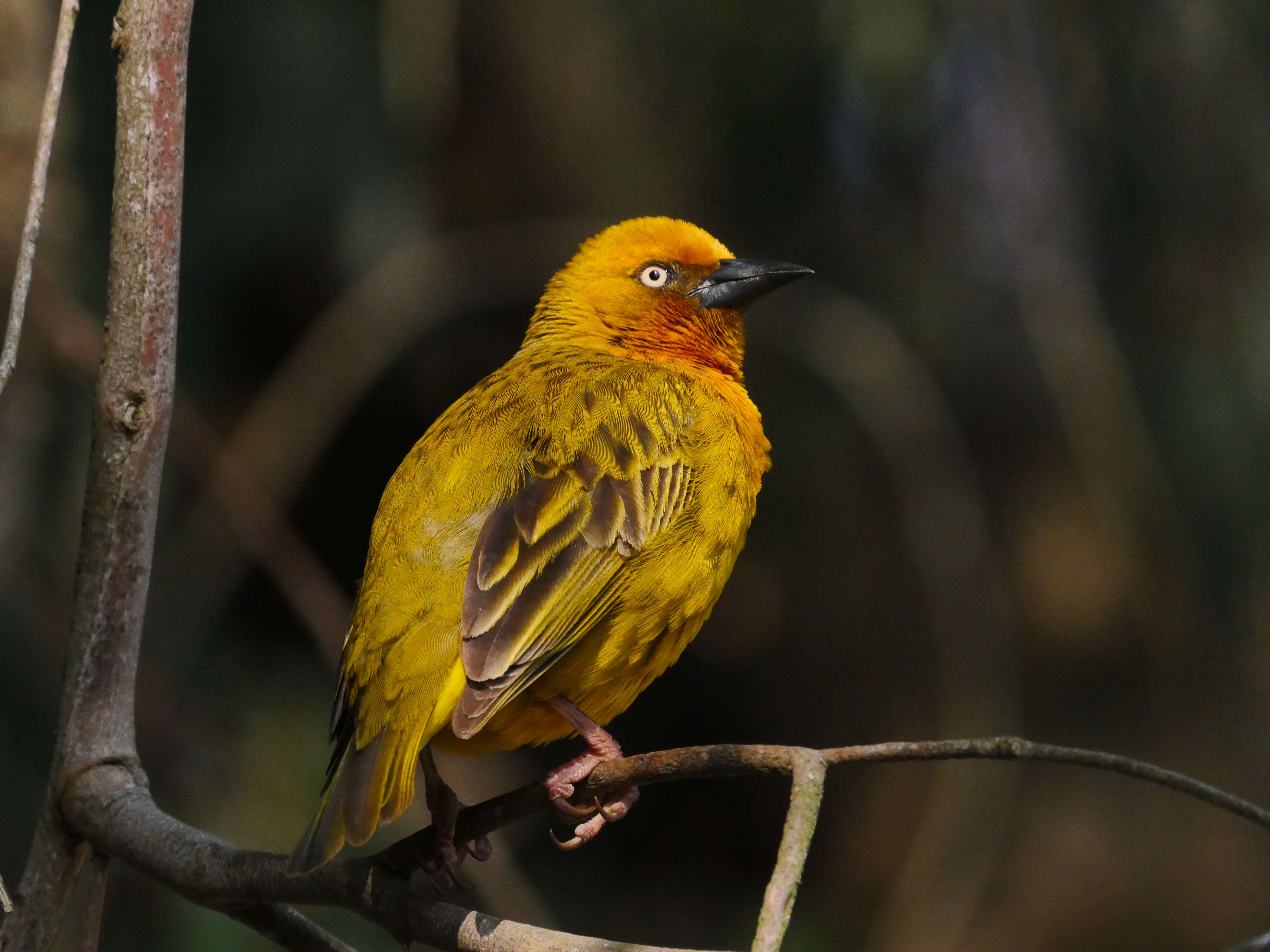 Image of Cape Weaver