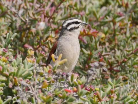 Image of Cape Bunting