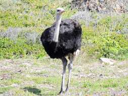 Image of ostriches