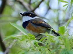 Image of Cape Batis