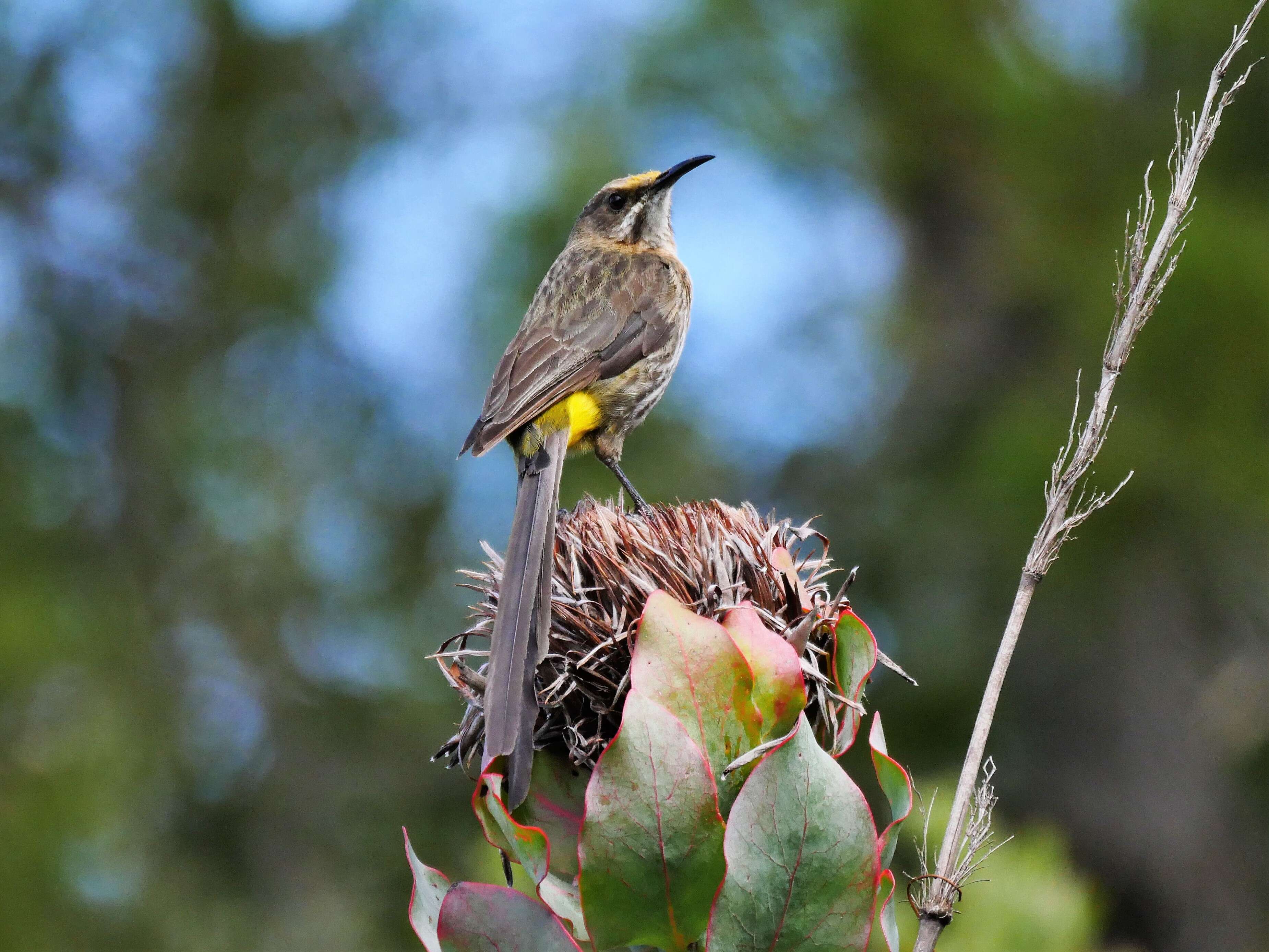 Image of Sugarbird