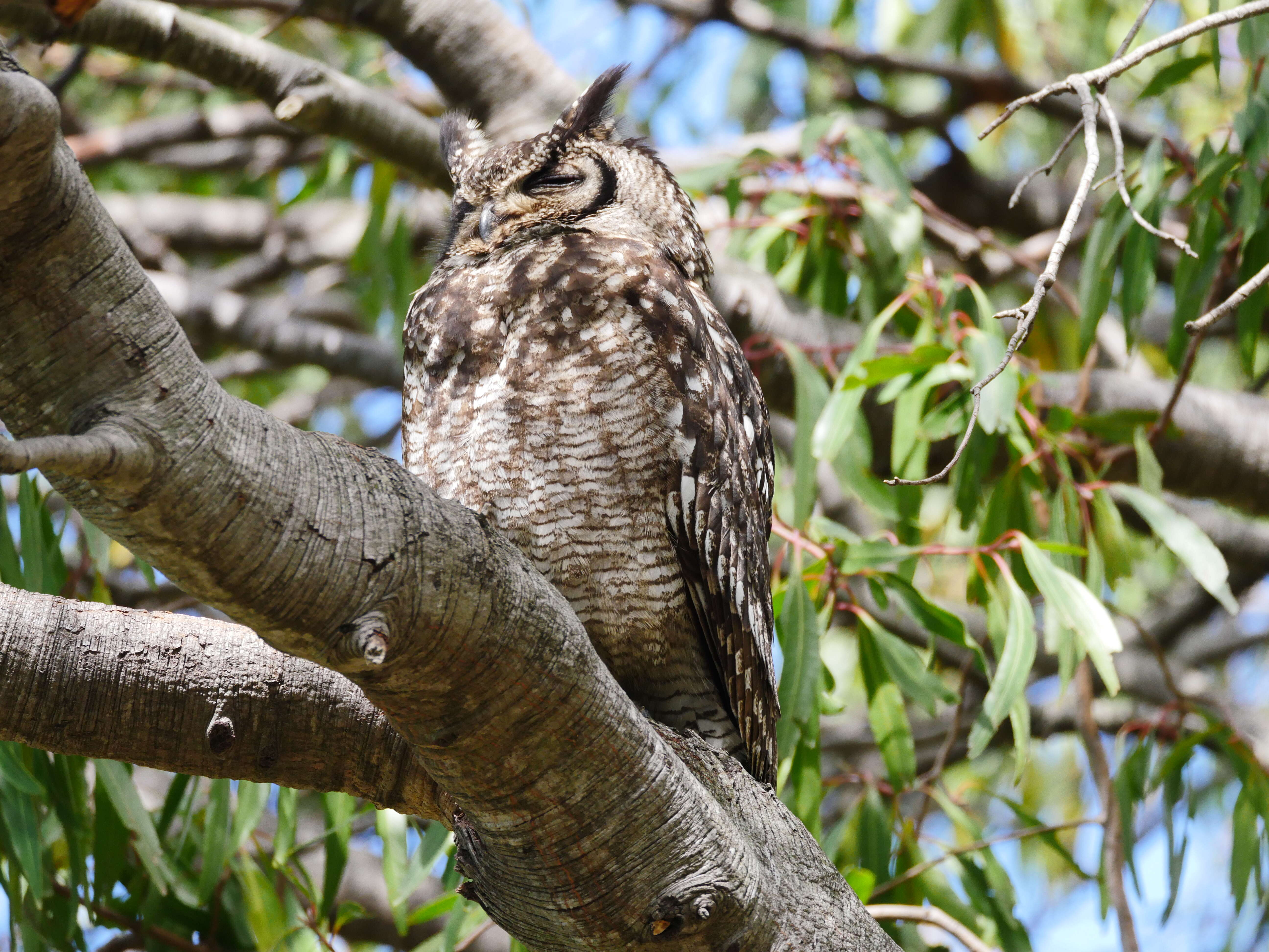 Image of Cape Eagle Owl