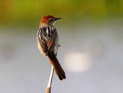 Image of Lesser Black-backed Cisticola