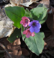 Image of Pulmonaria obscura Dumort.