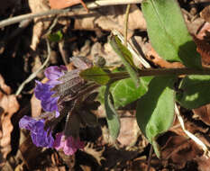 Image of Pulmonaria obscura Dumort.