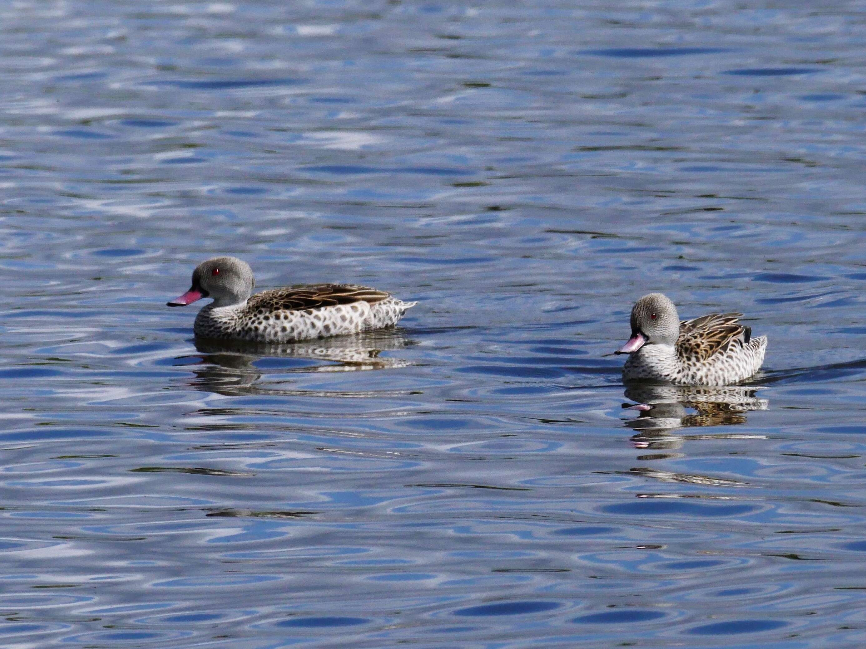 Image of Cape Teal