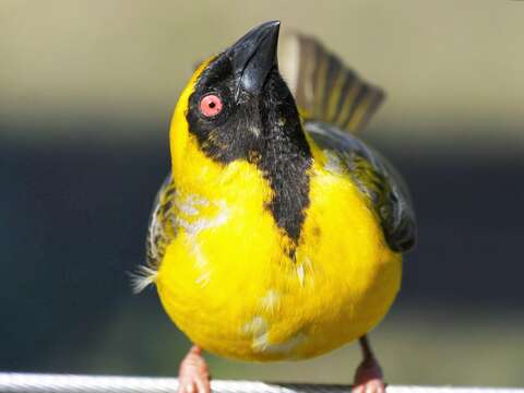 Image of African Masked Weaver