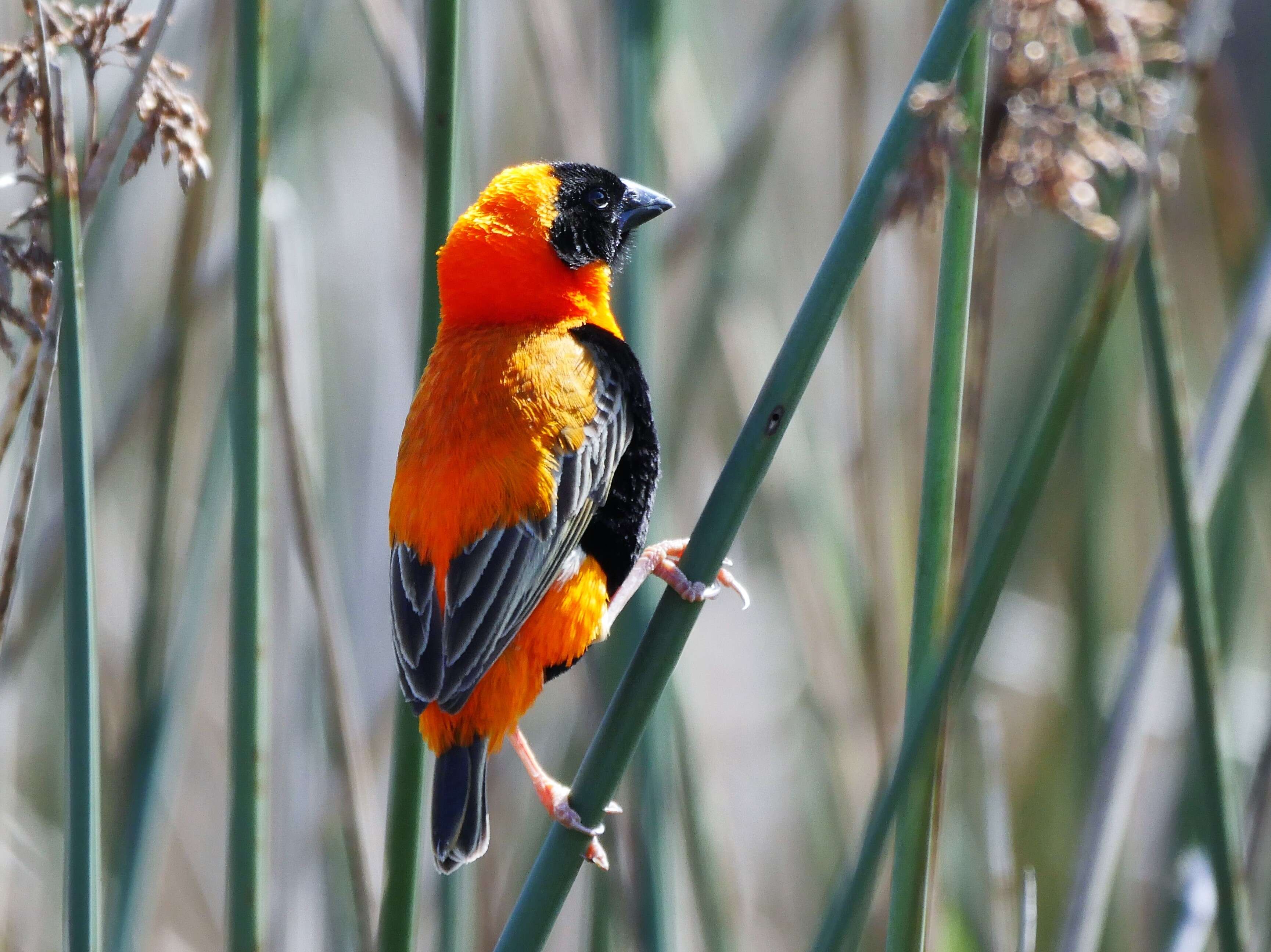 Image of Red Bishop