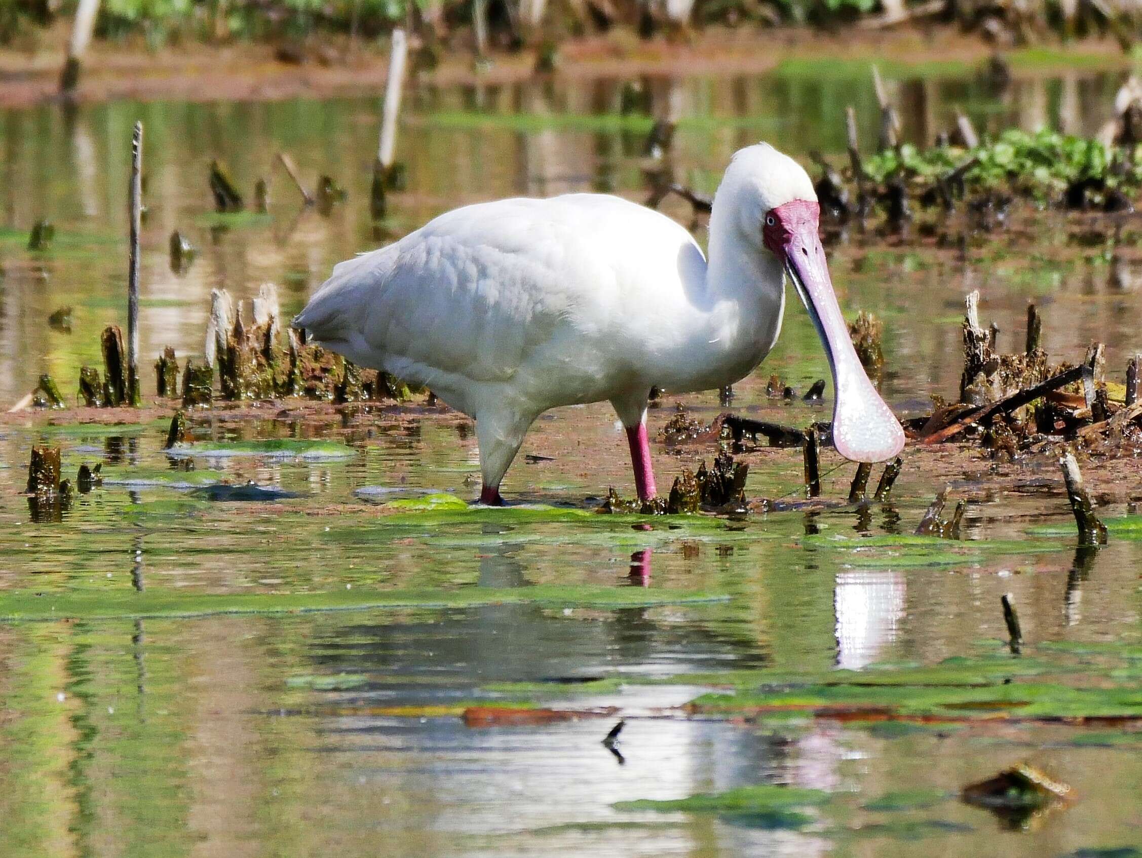 Image of African Spoonbill