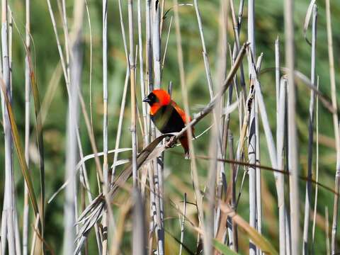 Image of Red Bishop