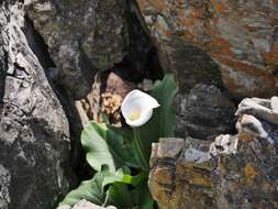 Image of Arum lily