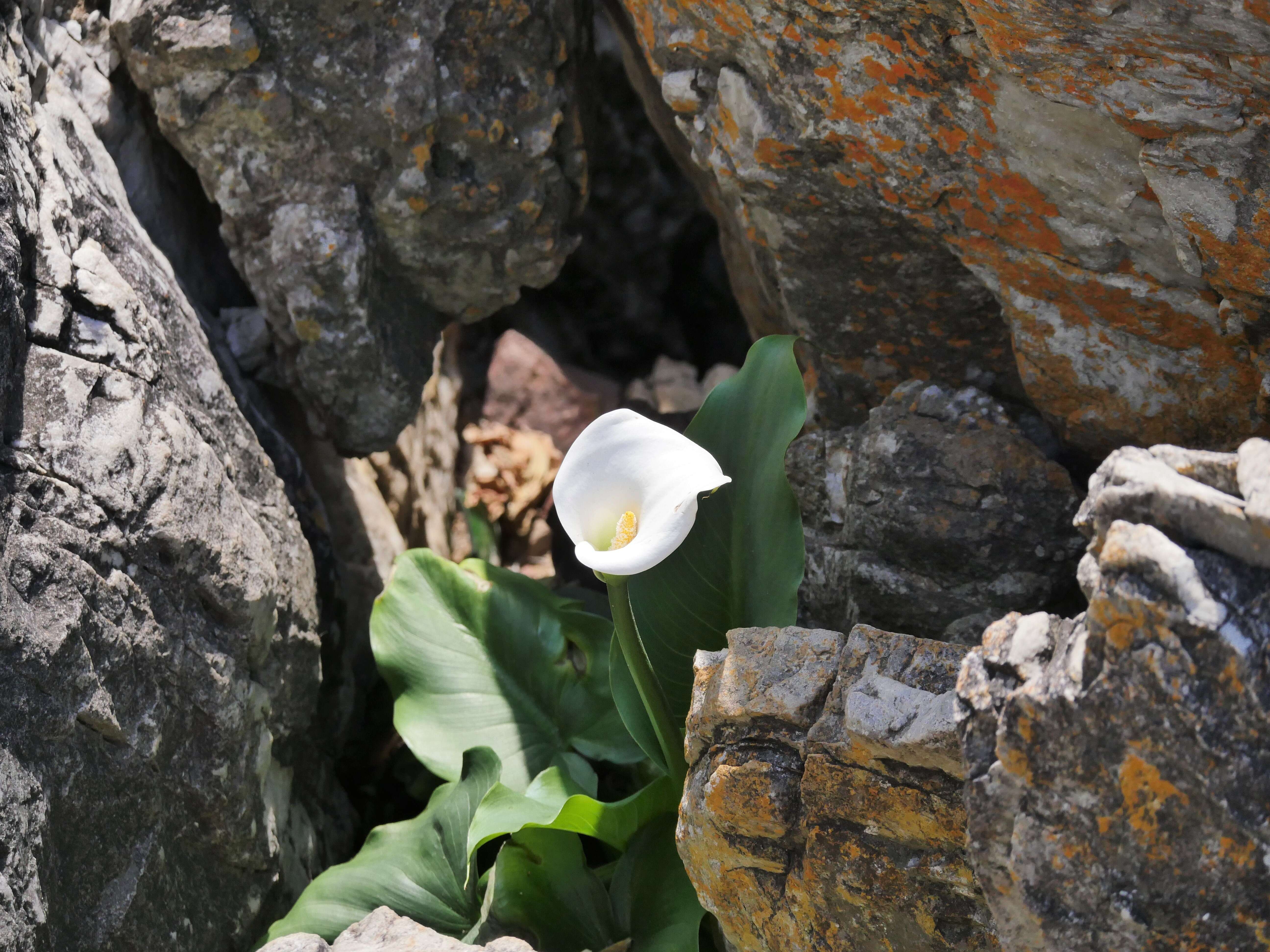 Image of Arum lily