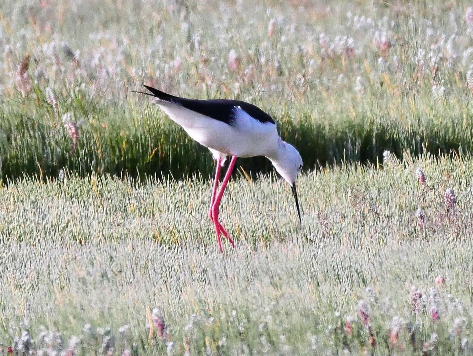 Image of Black-winged Stilt