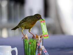 Image of Cape Weaver