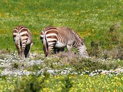 Image of Equus zebra zebra