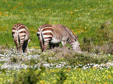 Image of Equus zebra zebra