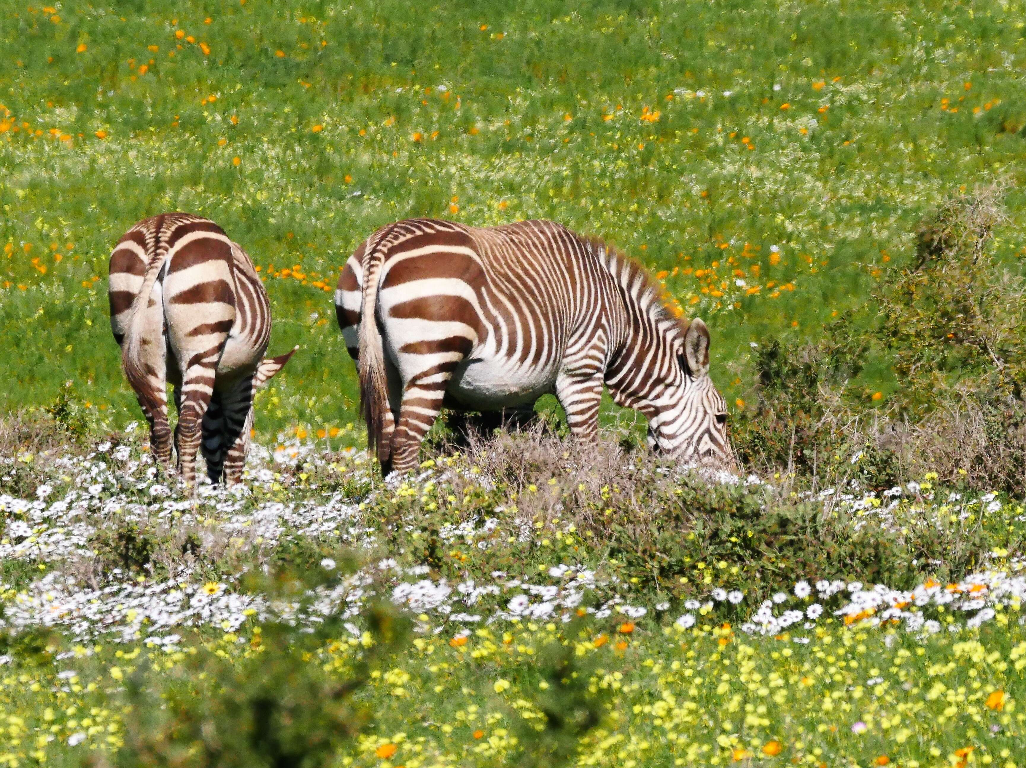 Image of Equus zebra zebra