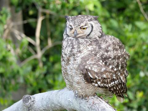 Image of Spotted Eagle-Owl