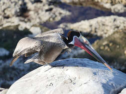 Image of Brown Pelican