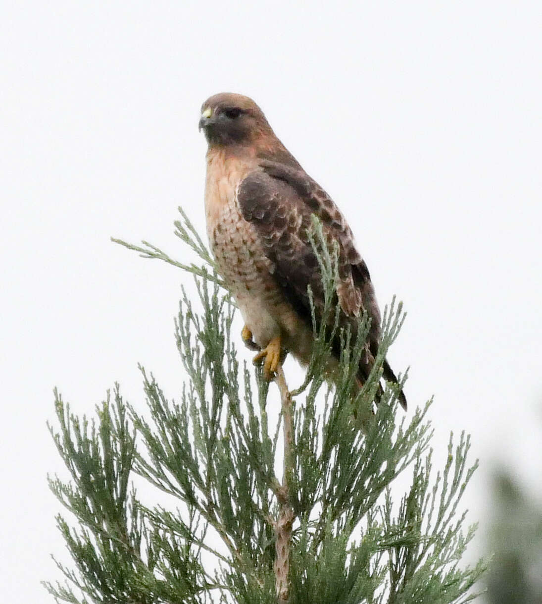 Image of Red-tailed Hawk