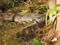 Image of alligators