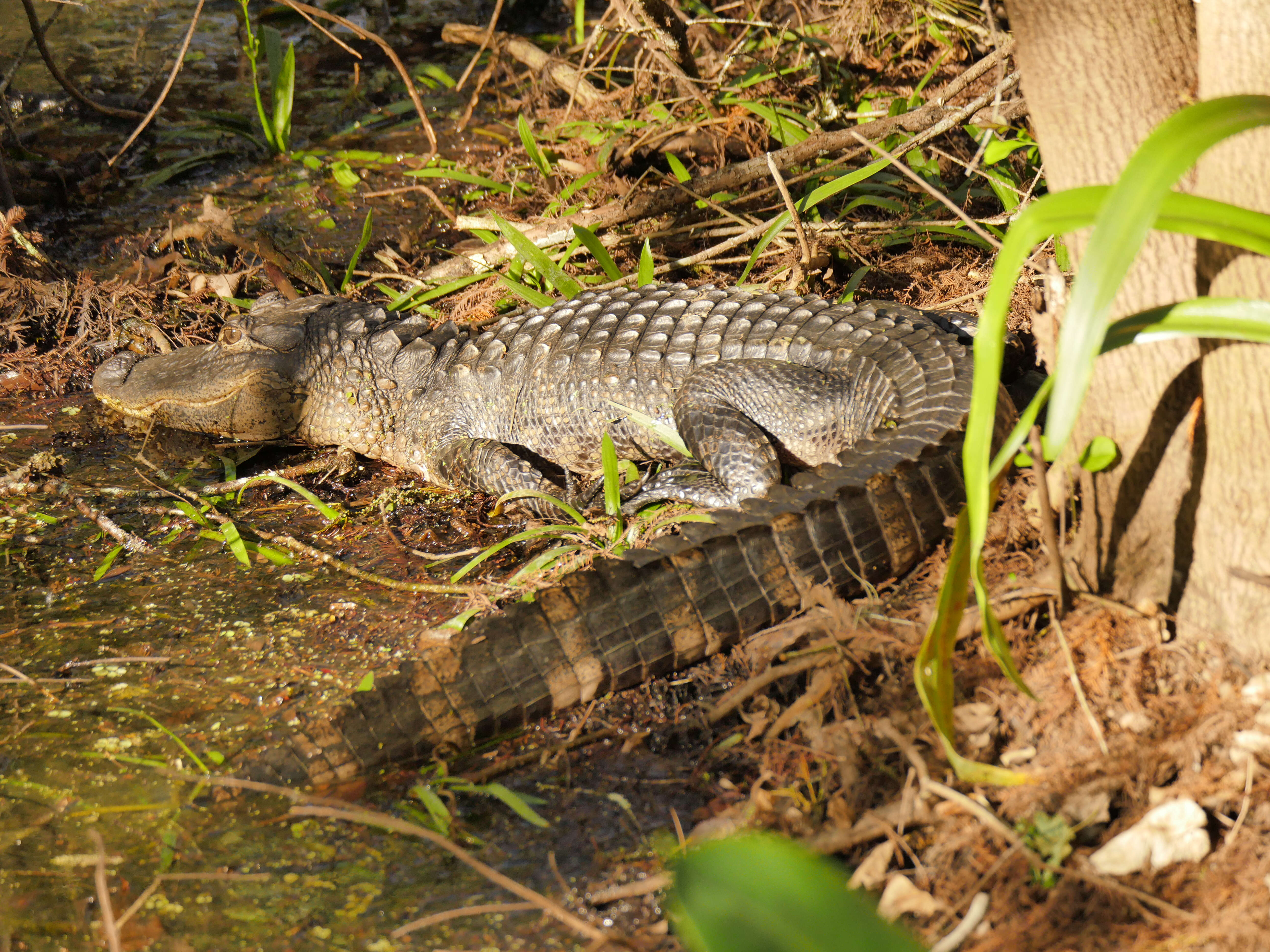 Image of alligators