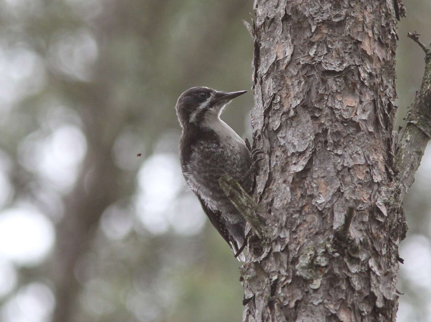 Image of Black-backed Woodpecker