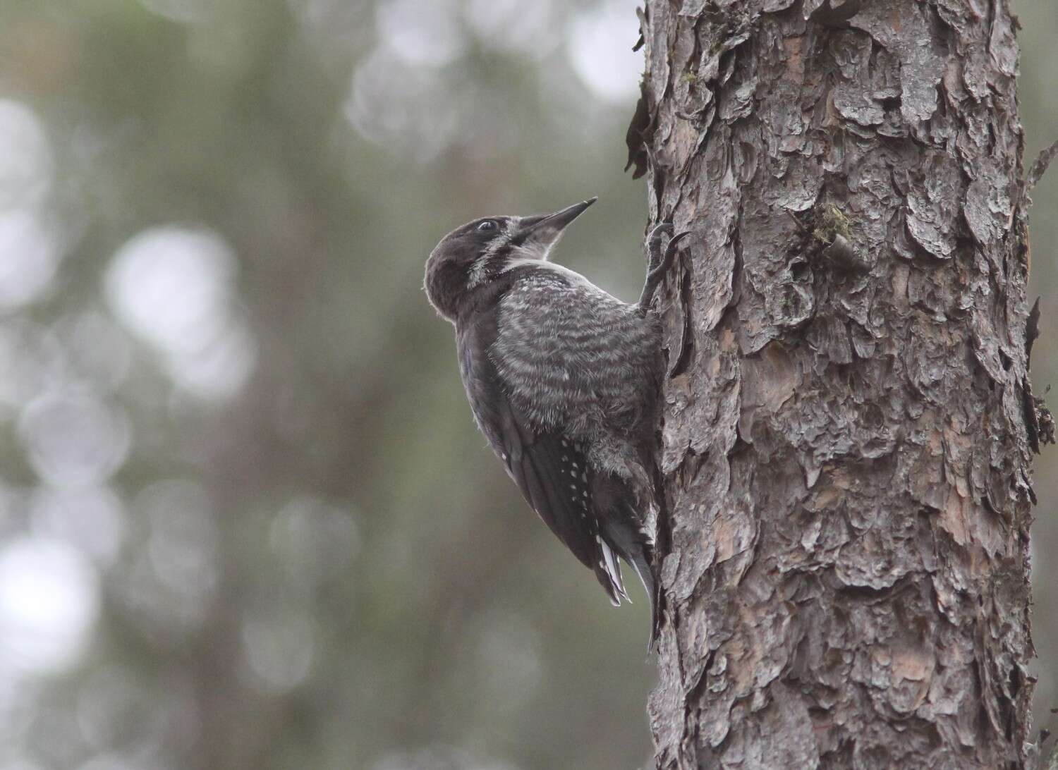 Image of Black-backed Woodpecker