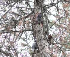 Image of Black-backed Woodpecker