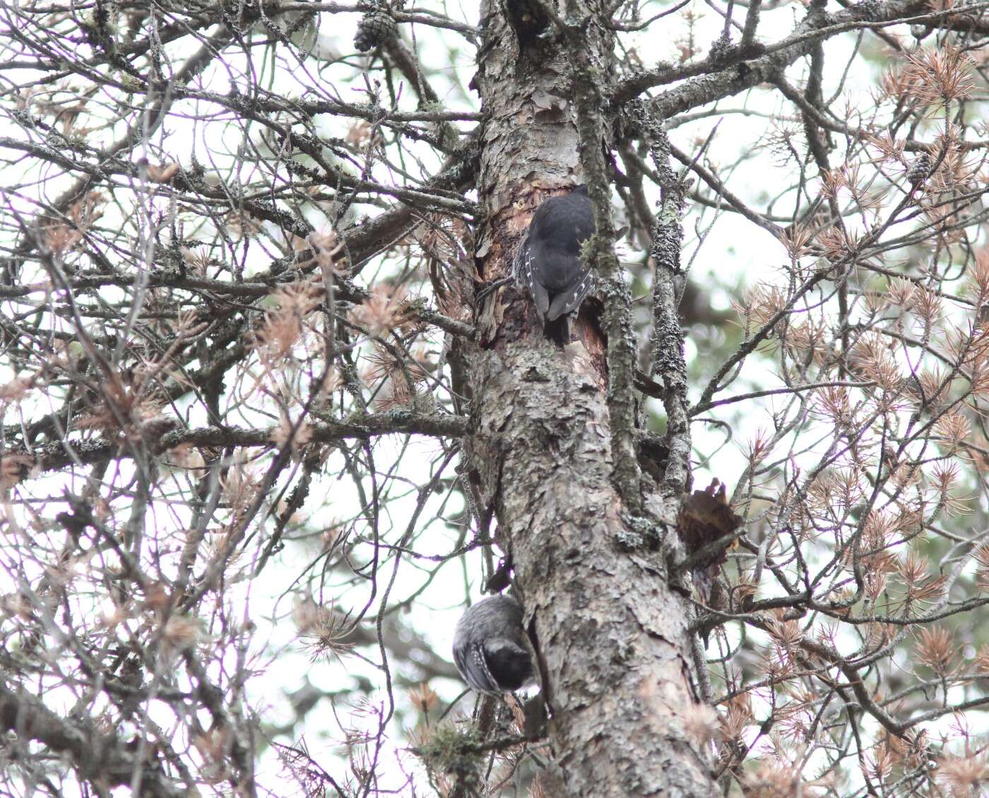 Image of Black-backed Woodpecker