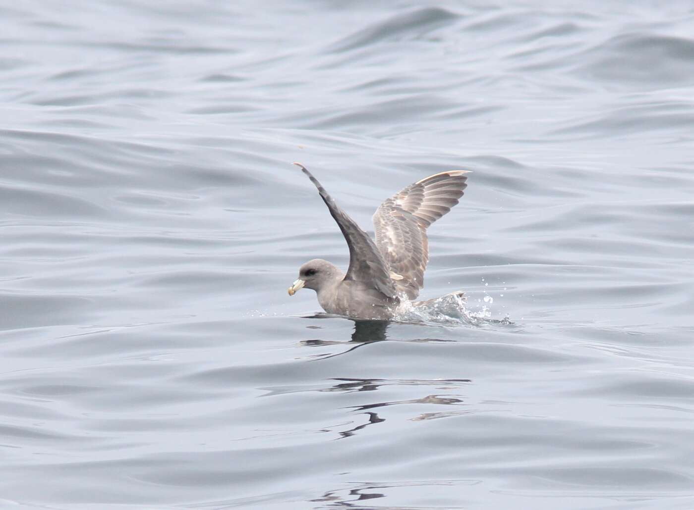 Image of Fulmar