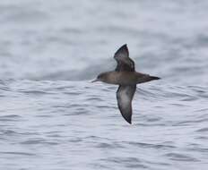 Image of Sooty Shearwater