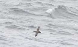 Image of Sooty Shearwater