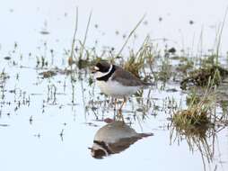 Image of Semipalmated Plover