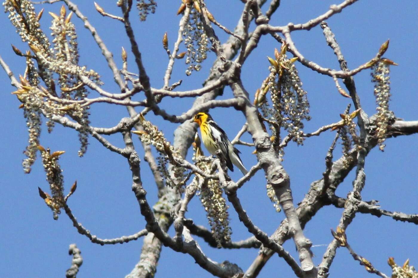 Image of Blackburnian Warbler