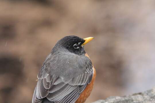 Image of American Robin