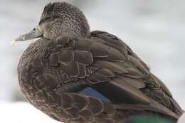 Image of American Black Duck